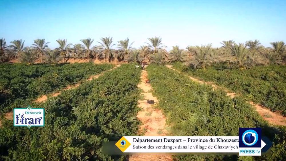 Découvrir l'Iran: Saison des vendanges dans le village de Ghazaviyeh