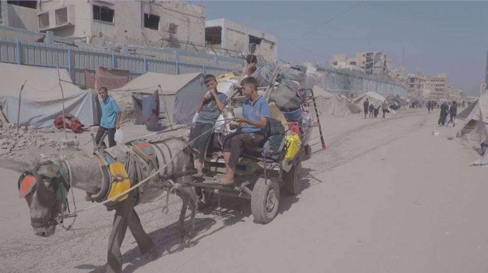 Israeli soldiers steal donkeys from Gaza