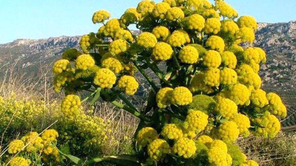 How aromatic resin from Iran is captivating global fragrance markets