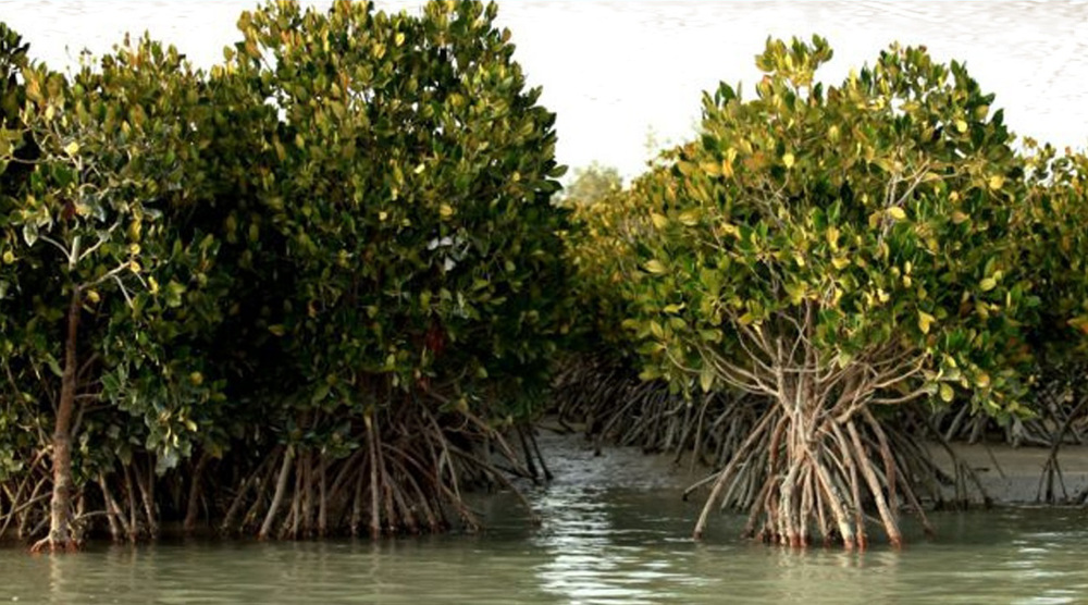 Qeshm: Iran’s biggest island boasts 1st UNESCO geopark in region