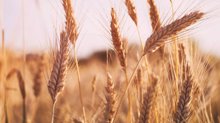 Iran expects slight increase in domestic wheat purchases