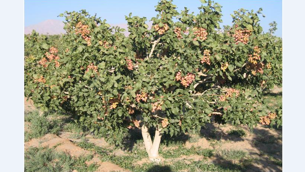 Iran cementing ‘green gold’ legacy against US sabotage