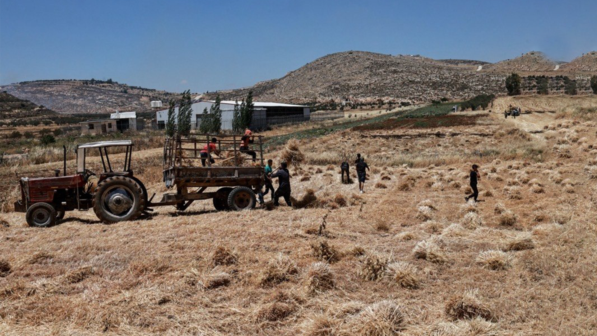 Israeli settlement expansion in occupied West Bank threatens Palestinian wheat fields 
