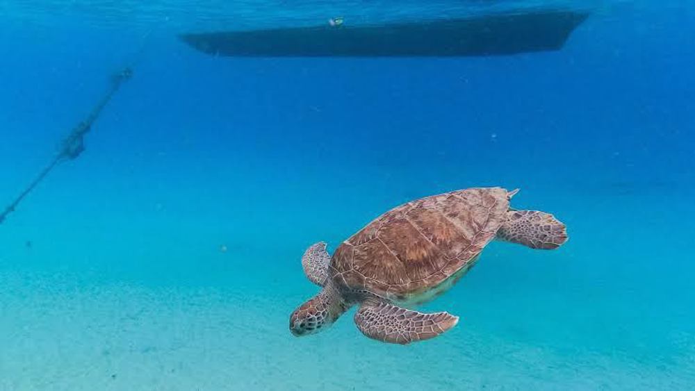 Pékin a découvert des « tortues espionnes » opérant dans ses zones maritimes 