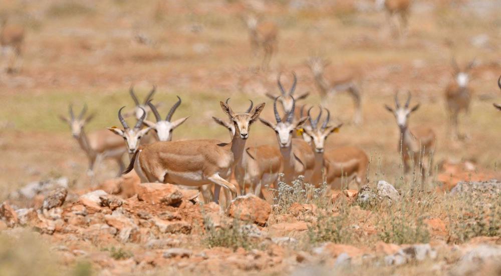 At least 25 deer killed on Iran’s Kharg Island following US-Israeli strikes, officials say