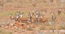 At least 25 deer killed on Iran’s Kharg Island following US-Israeli strikes, officials say