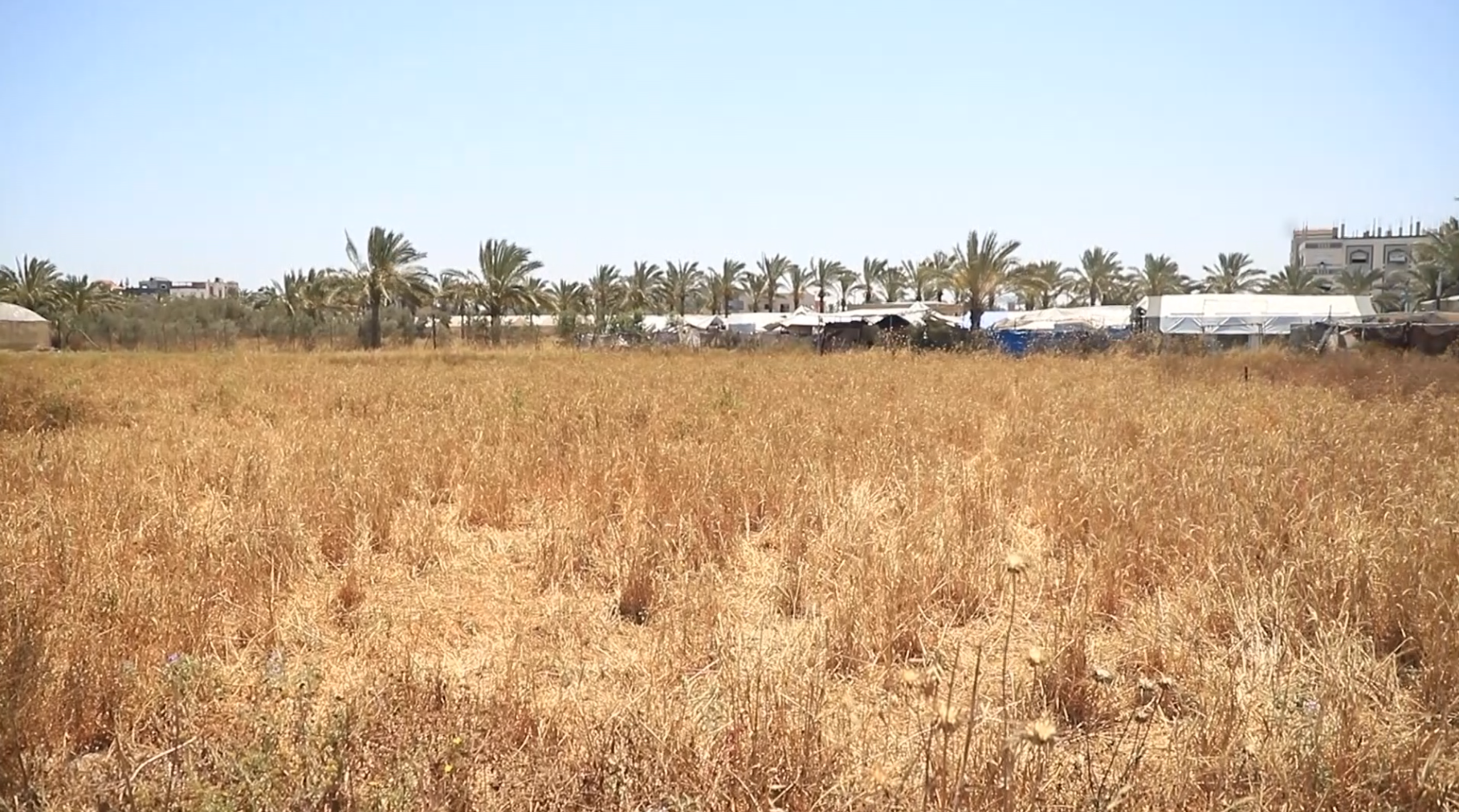 Palestinians face a bitter wheat harvest as Israel’s expansions shrink farmland