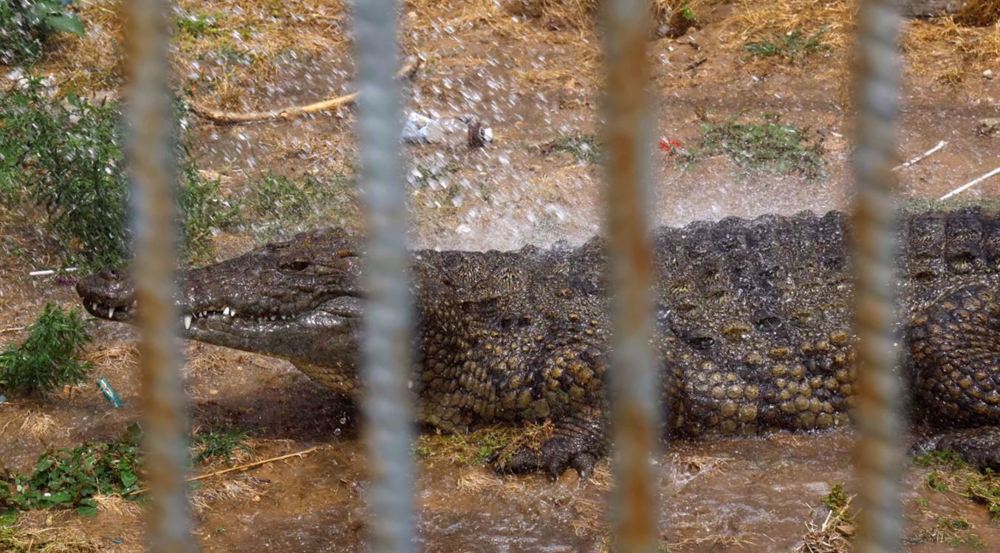 Israel advancing ‘crocodile prison’ plan against Palestinian abductees