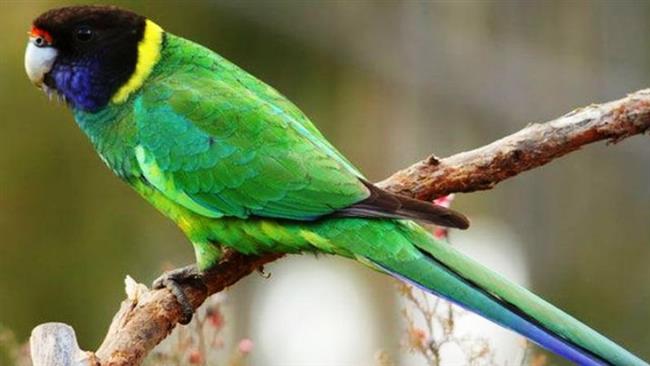 Study: Climate change behind bird evolution