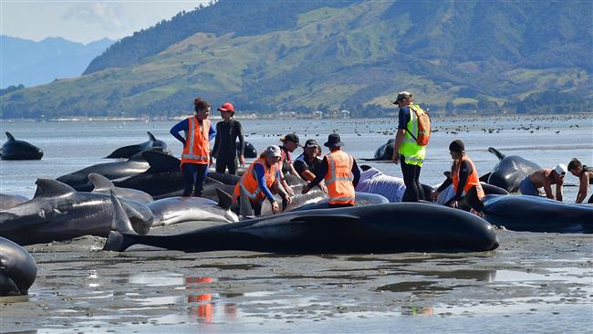 Over 600 whales beach at NZ coastline