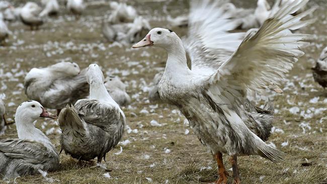 Spain orders mass cull after report of bird flu
