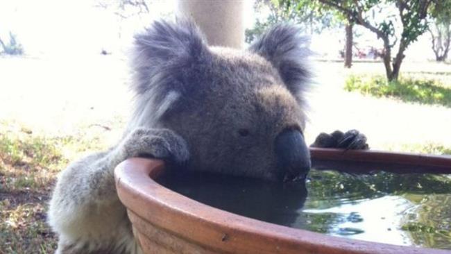 Climate change drives koalas to artificial water stations