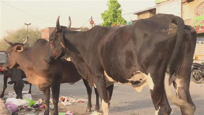 Indian Muslims under attack by Hindu cow vigilantes