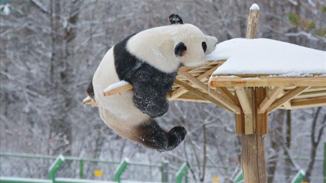 Snow refreshes giant pandas in northeast China