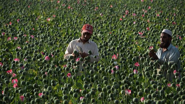 Afghanistan opium production jumps to record high 