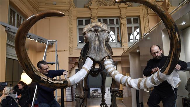 15,000-year-old mammoth skeleton up for auction in Lyon