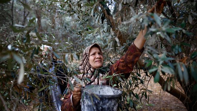 Israel forces Palestinian farmers off lands in Jordan Valley 