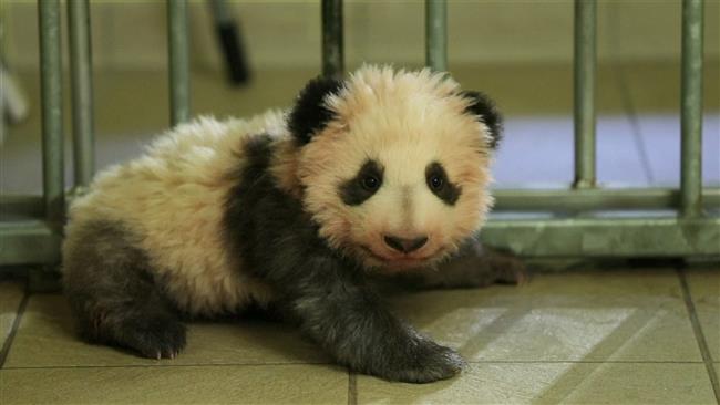 Panda cub to be officially named by French first lady