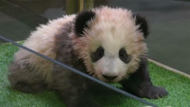 Brigitte Macron is godmother to baby panda