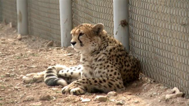 Asiatic cheetah cub recovered from smugglers 