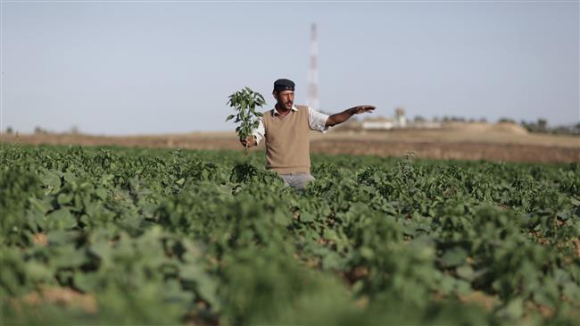 Israeli aircraft spray toxic herbicides on Gaza farms