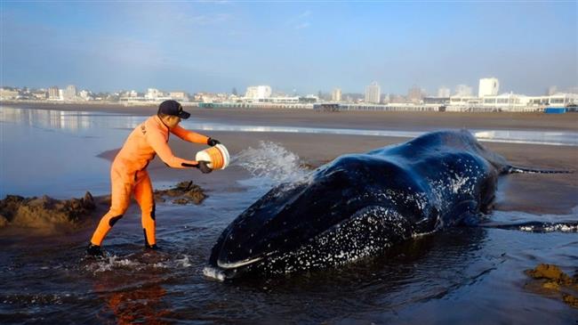 Argentina: Rescuers work to return beached whale to sea