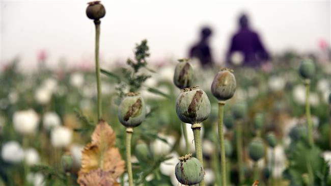 Poppy cultivation on the rise in Afghanistan: Officials
