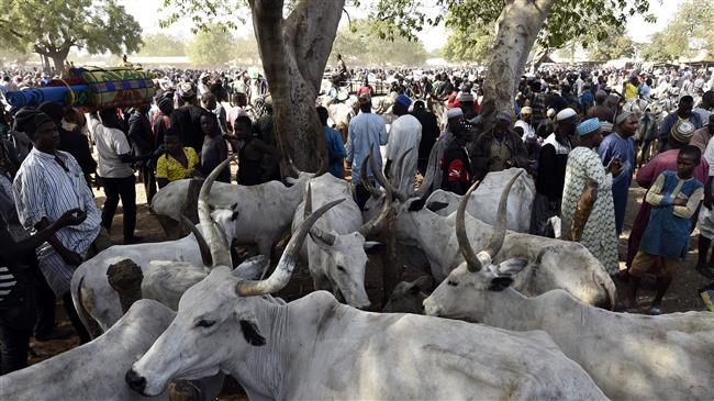 Suspected cattle thieves kill 27 in northern Nigeria