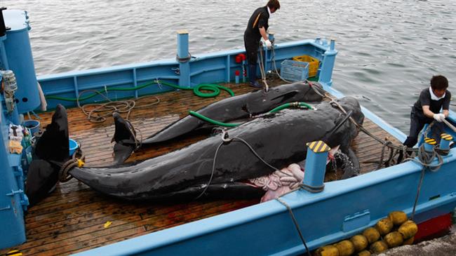 122 pregnant minke whales killed in Japan during hunting