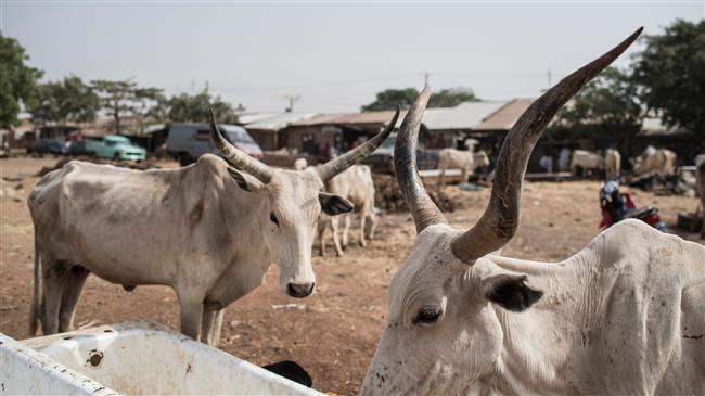 Ten people killed by suspected cattle thieves in Nigeria