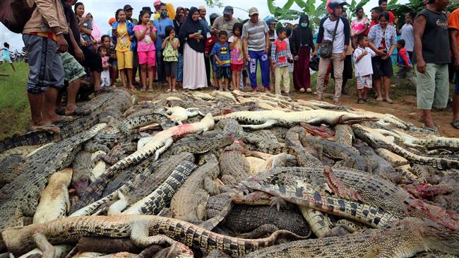 Indonesians kill 292 crocodiles in revenge attack