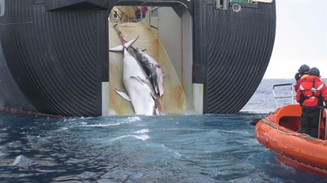 Japanese ships catch 177 whales in Pacific Ocean