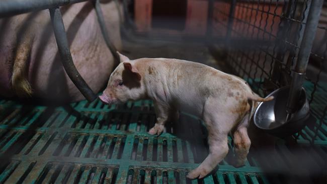 China culls 38,000 pigs as swine fever spreads