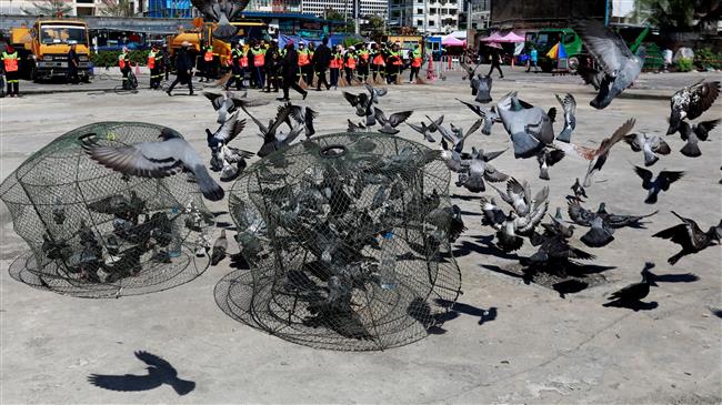 In Thai capital, hit by bird flu, pigeon feeders could face jail