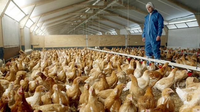 Scientists edit chicken genes to stop spread of bird flu 