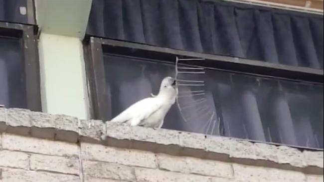 Cockatoo removes anti-nesting spikes in viral video