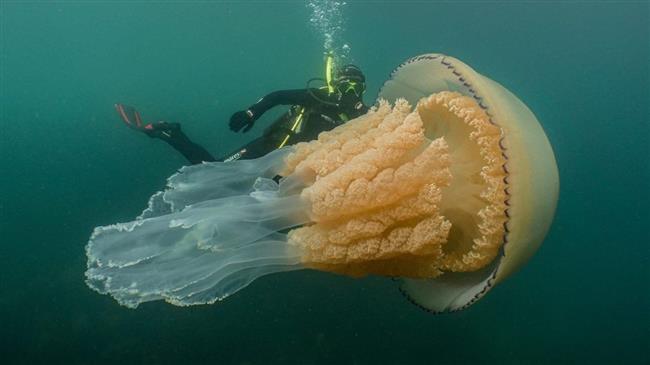 Giant jellyfish size of human found off English coast