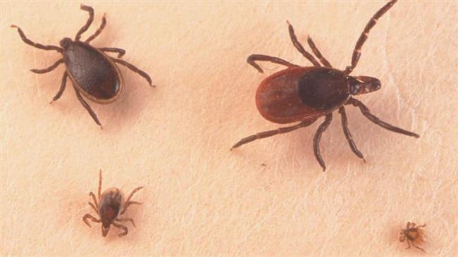 Is US weaponizing of ticks behind Lyme disease spread? 