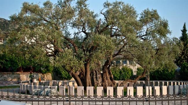 Montenegro olive tree 'significantly older than Christ'