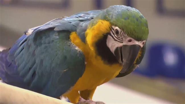 Exotic bird fanciers show off their parrots