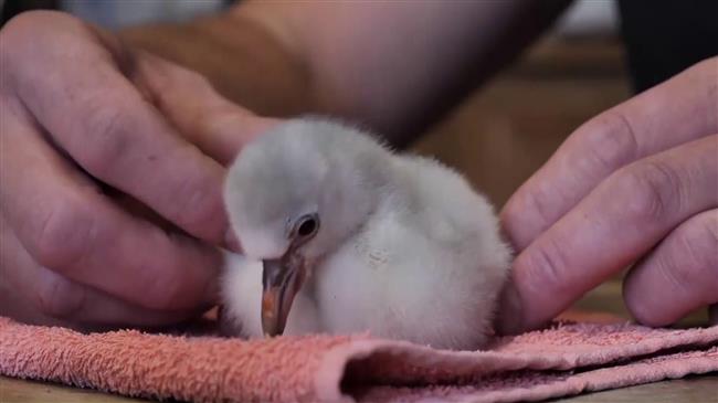 Sanctuary celebrates birth of rare flamingo chick