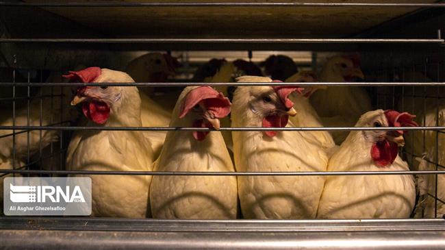 Iran minister urges tariff rollback on chicken export