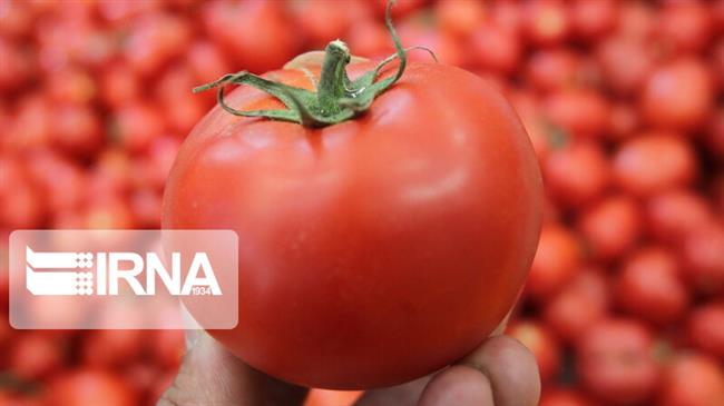 Iranian tomato helping Pakistan contain soaring prices