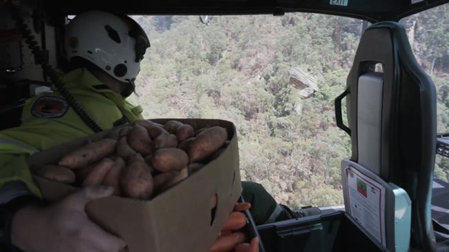 Thousands of veggies airdropped for animals affected by Australia fires 