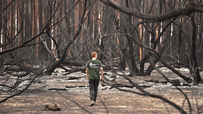 Relief as rain falls over Australian bushfires