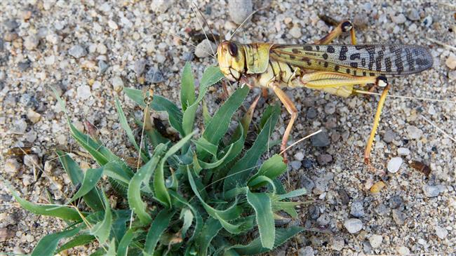 Growing locust swarms threaten food supplies in East Africa: FAO