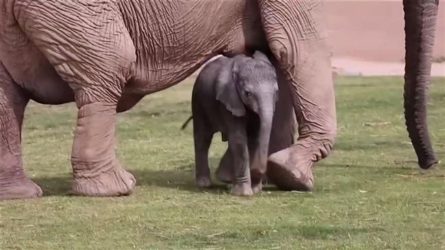Elephant calf explores her surroundings at zoo in Arizona 