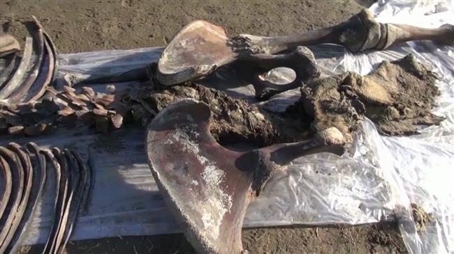 Researchers excavate remains of ‘teenage’ mammoth in Russia’s Arctic