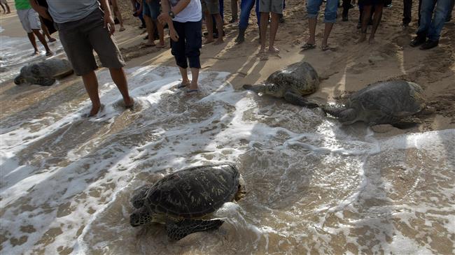 Volunteers release 10,000 baby turtles in Indonesia’s Bali