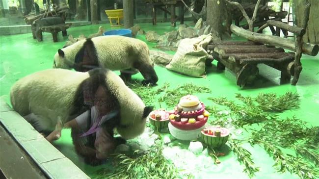 Shanghai Zoo holds birthday party for giant panda Hefeng